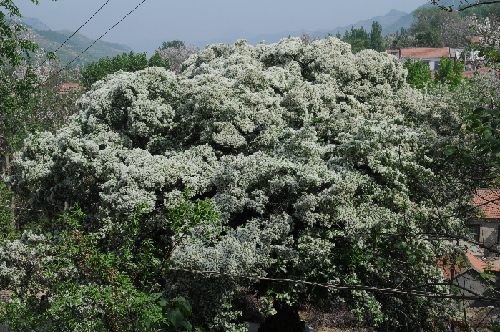 山东淄博：千年流苏花开似雪引市民观赏
