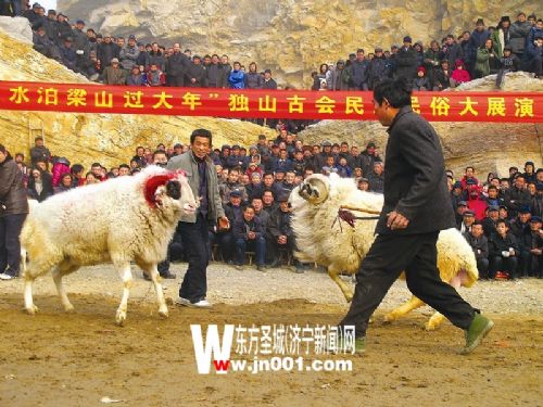 激烈的斗羊现场