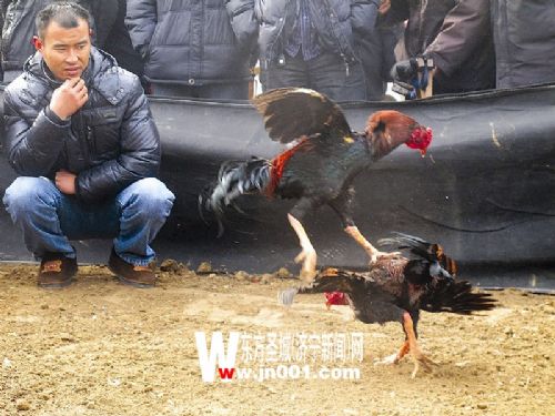 斗鸡现场