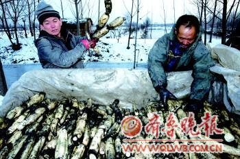 满满的收获，小心翼翼地摆放。 