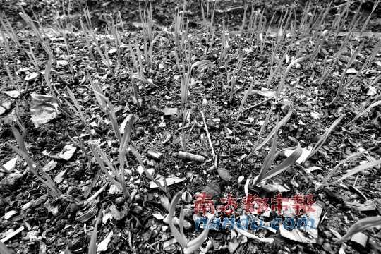 广州农业局：垃圾菜土壤镉超标220%