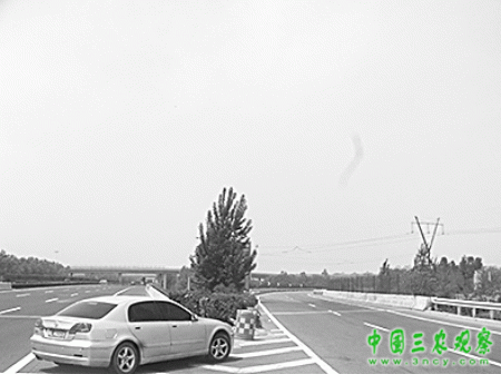 大树挡路标 司机很迷茫