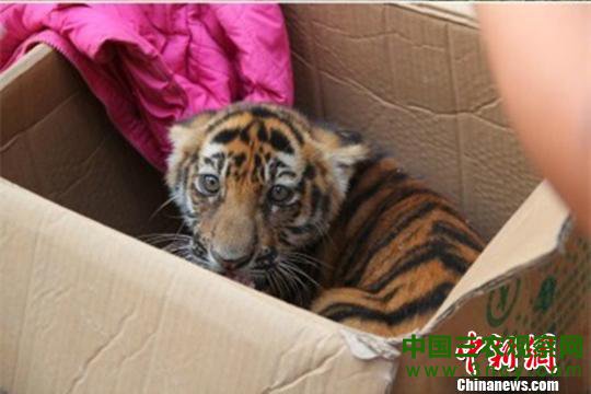 被救获的孟加拉幼虎　三门峡警方供图　摄