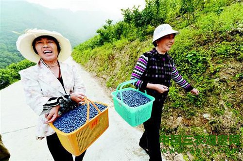 图为：保康蓝莓成为致富果。
