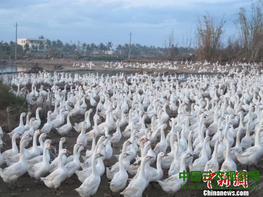 图为风灾后罗豆农场积极恢复生产自救，成群白鹅放养田间。