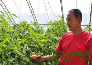 郭宝军在自家的大棚里打理西红柿（图1）