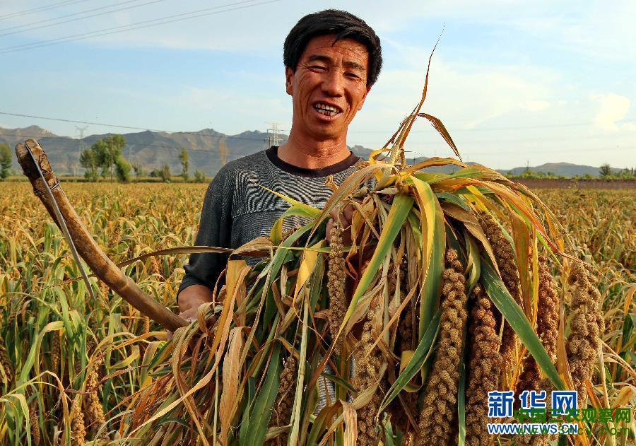 （社会）（1）河北宣化5万亩张杂谷丰收在望