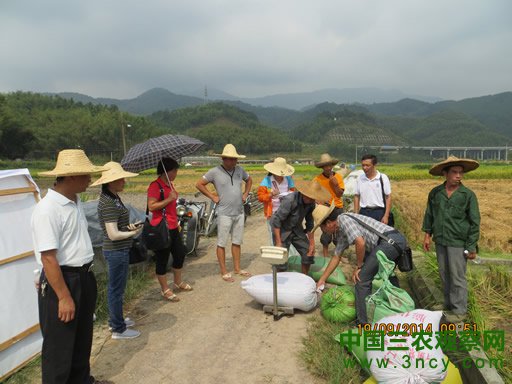 福建永安：省级优质稻丰产示范片获丰收2
