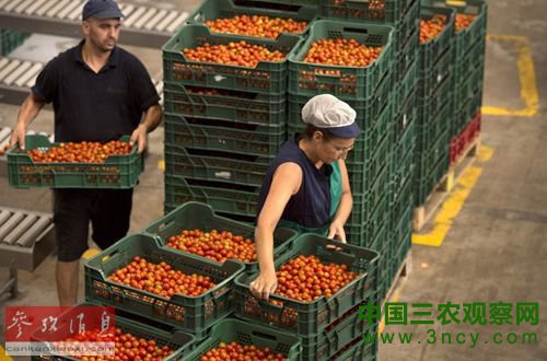 中国拟向俄供应果蔬山东10%产值可满足俄全国
