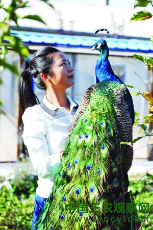 吉林长春：孔雀群里的“金凤凰”3