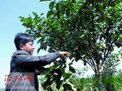 河南偃师市：温蓓厚创业绿山乡致富帮乡亲