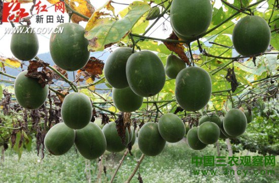 新田3000亩富硒罗汉果喜丰收