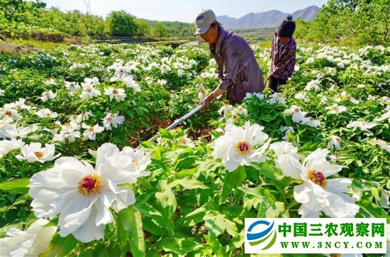 （经济）（1）牡丹花绽放“美丽经济”