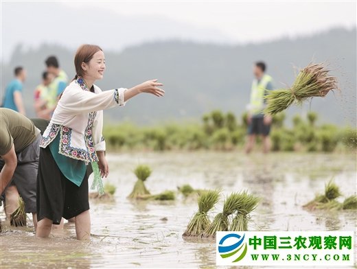 种下“药糯” 脱贫有望