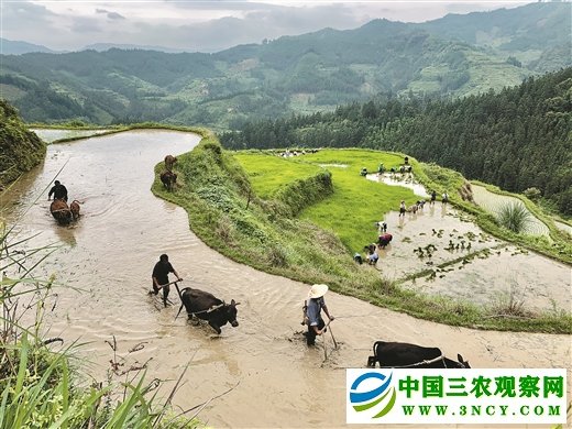 种下“药糯” 脱贫有望