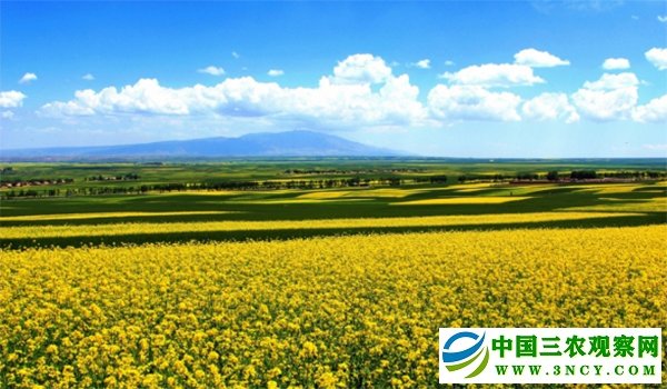 供稿：【民乐县城市专题·图说民乐】张掖市民乐县万亩油菜花甜美绽放
