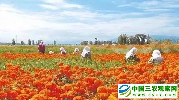 供稿：【民乐县城市专题·特色产业】甘肃省张掖市民乐县：“扶贫+旅游”带富困难群众