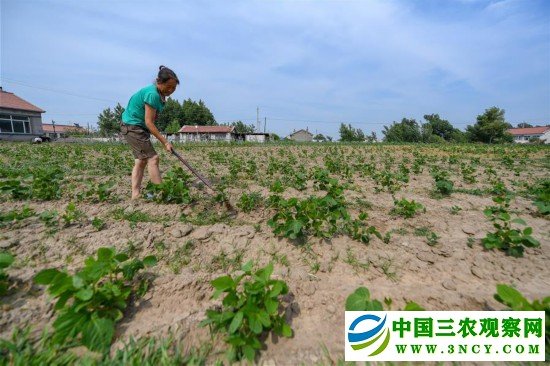 （社会）（1）吉林梨树：小庭院变增收地