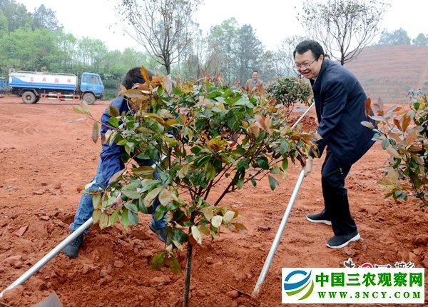 曾从钦（右）在双拥国防林指定场地栽种树苗 摄影 胡雪.jpg