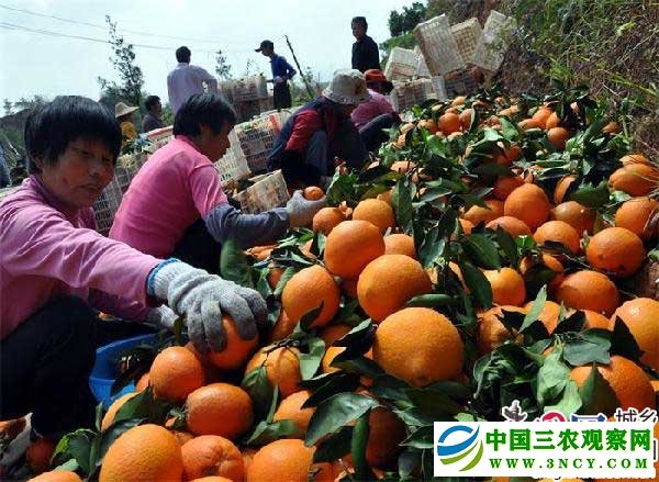 丰收的喜悦.jpg