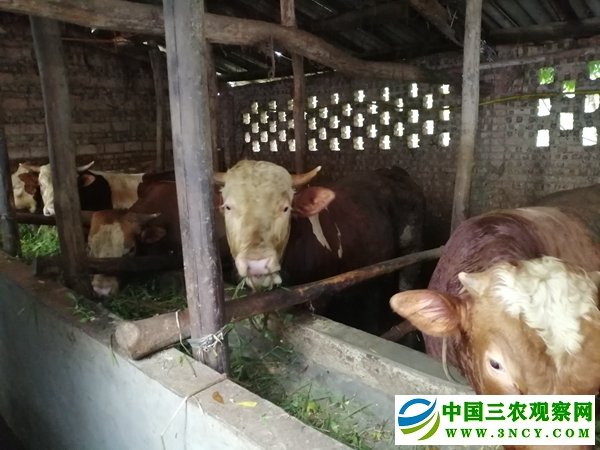 1562505983181077.jpg 罗清友家用秸秆喂养的牛长势很好(摄影 赵晨希).jpg