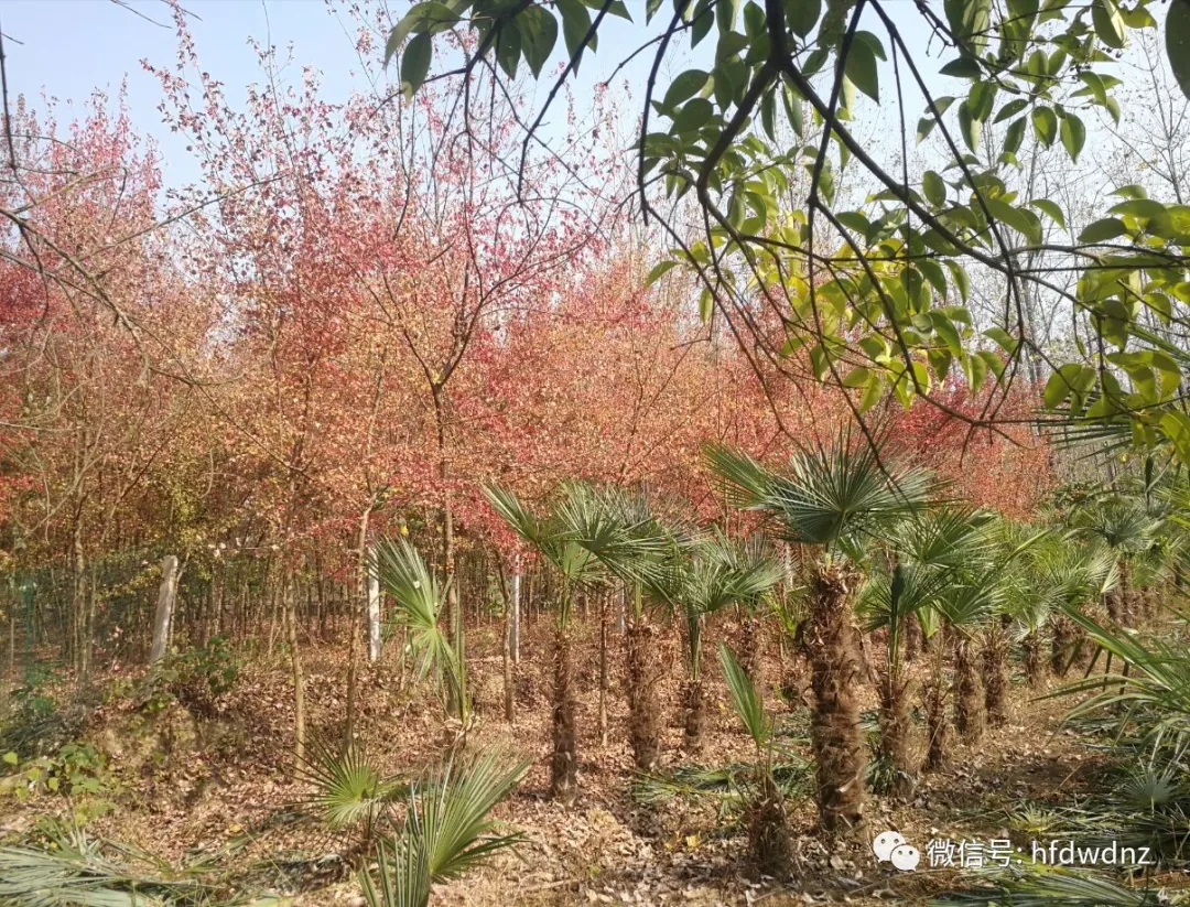 花开花落，春去秋来！合肥大屋地开心农场祝您元旦快乐