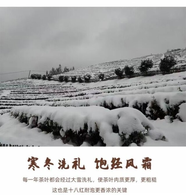 湖南省蒙洱茶叶开发有限公司——天地有茶 大美不言【2022年湖南茶叶乡村振兴“十佳茶旅融合标杆企业”】