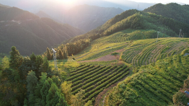 湖南省蒙洱茶叶开发有限公司——天地有茶 大美不言【2022年湖南茶叶乡村振兴“十佳茶旅融合标杆企业”】