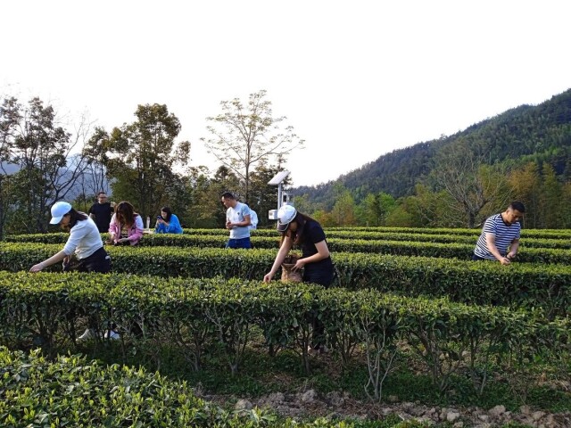 湖南省蒙洱茶叶开发有限公司——天地有茶 大美不言【2022年湖南茶叶乡村振兴“十佳茶旅融合标杆企业”】